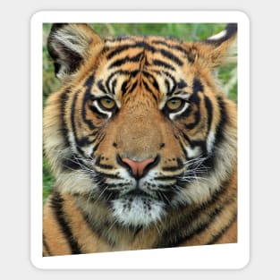 Tiger Sticker